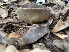 Helvella acetabulum