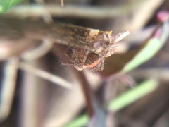 Oxyopes aglossus