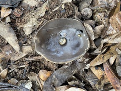 Helvella acetabulum