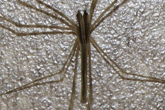 Deinopis longipes