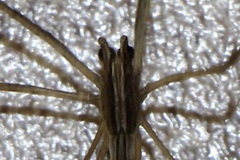 Deinopis longipes