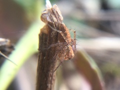 Oxyopes aglossus