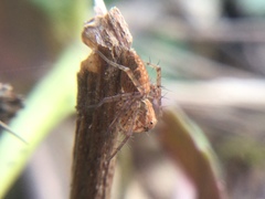 Oxyopes aglossus