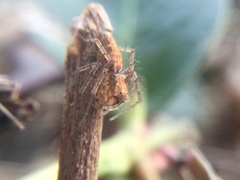 Oxyopes aglossus