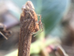 Oxyopes aglossus