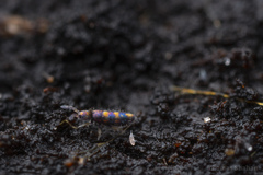 Lepidocyrtus fimicolus