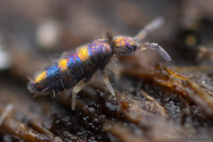 Lepidocyrtus fimicolus
