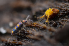 Lepidocyrtus fimicolus
