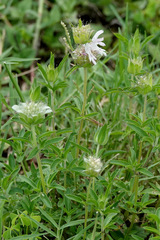 Monarda citriodora