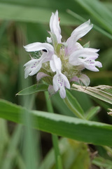 Monarda citriodora