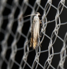 Thiotricha atractodes