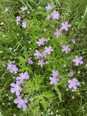 Geranium maculatum