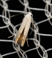 Thiotricha atractodes