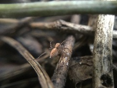 Oxyopes aglossus
