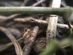 Oxyopes aglossus
