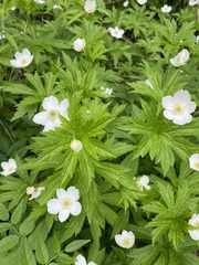 Anemonastrum canadense