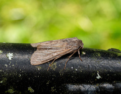 Ichneutica ustistriga