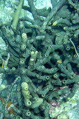 Bergia puertoricense