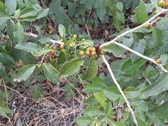 Karwinskia humboldtiana