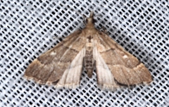 Diplopseustis prophetica