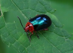 Kuschelina gibbitarsa