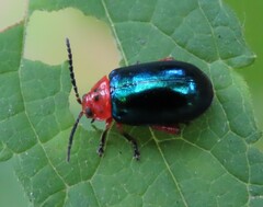 Kuschelina gibbitarsa