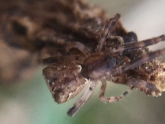 Episinus amoenus