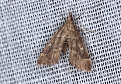 Diplopseustis prophetica