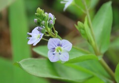 Veronica anagallis-aquatica