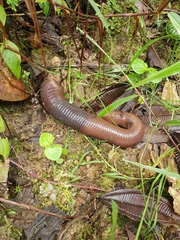Oligochaeta