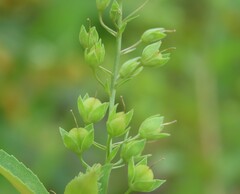 Veronica anagallis-aquatica