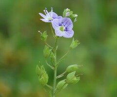 Veronica anagallis-aquatica