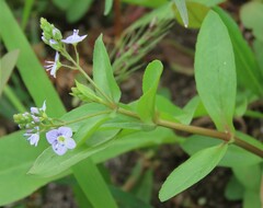 Veronica anagallis-aquatica