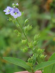 Veronica anagallis-aquatica