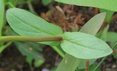 Veronica anagallis-aquatica