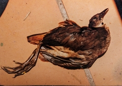 Amaurornis moluccana