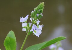 Veronica anagallis-aquatica