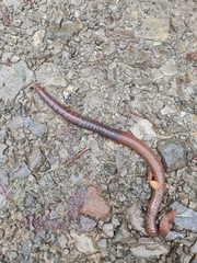 Oligochaeta