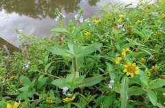 Veronica anagallis-aquatica