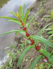 Ammannia robusta