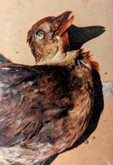 Amaurornis moluccana