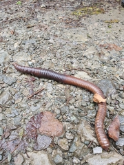Oligochaeta