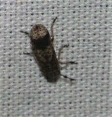 Ozotomerus japonicus