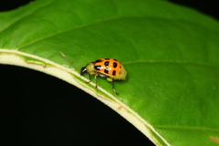Diabrotica limitata