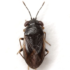 Geocoris uliginosus