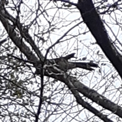 Mimus polyglottos