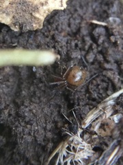 Theridiidae