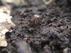Theridiidae