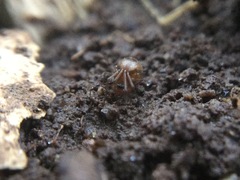 Theridiidae