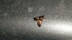 Nacoleia mesochlora